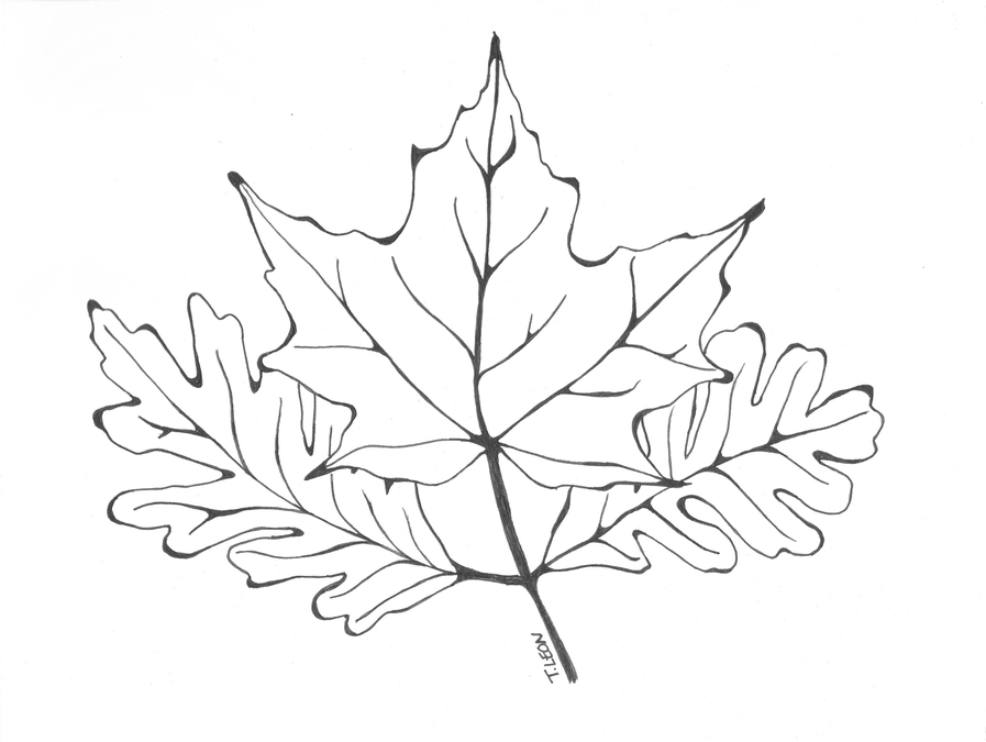 Canadian Leaves