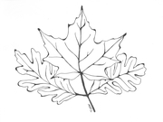 Canadian Leaves