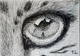 Snow Leopard Eye