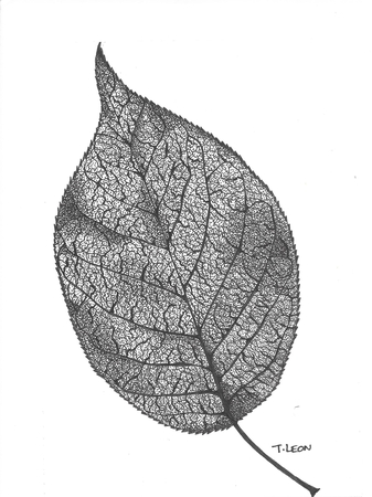 Leaf