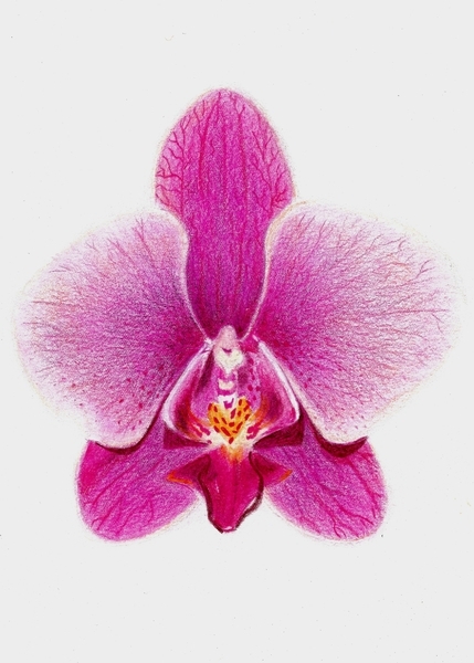 Dendrobium Orchid