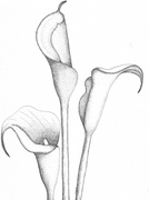 Calla Lily Trio