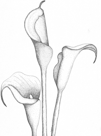 Calla Lily Trio