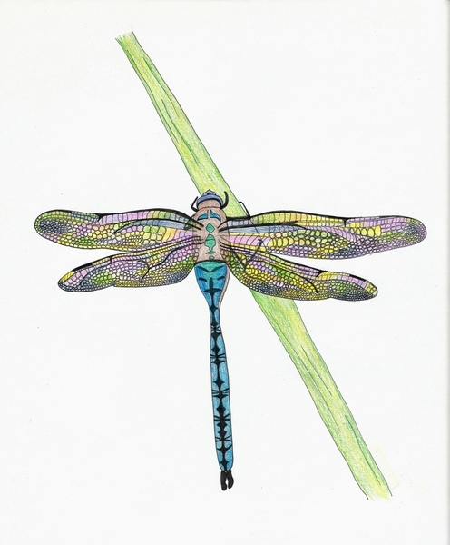 Dragonfly