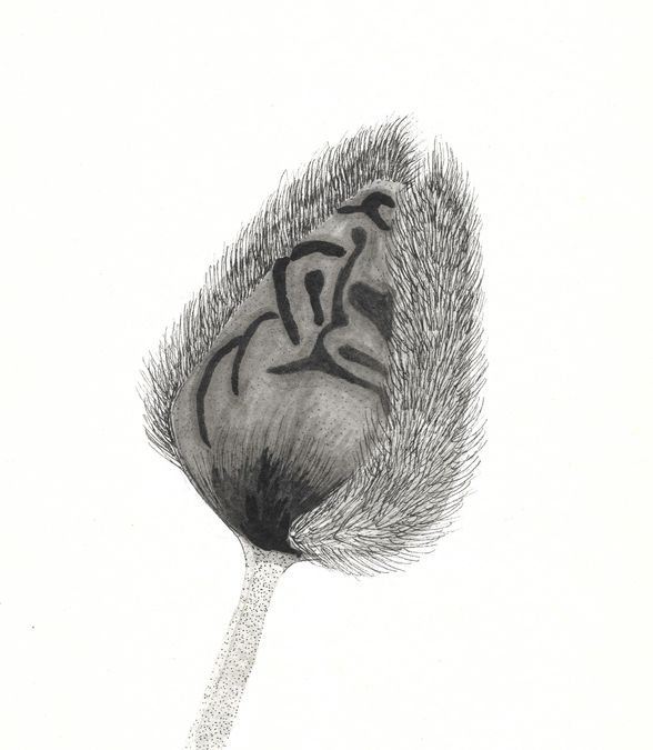 Poppy Bud