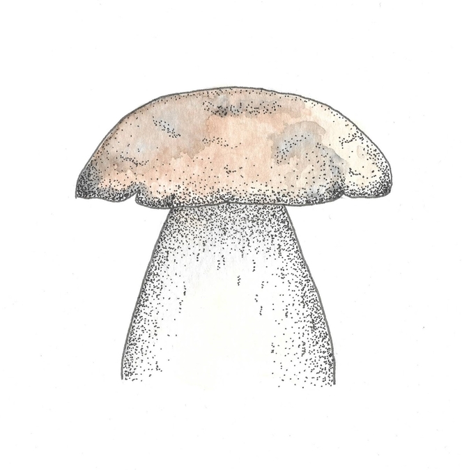 Brown Mushroom