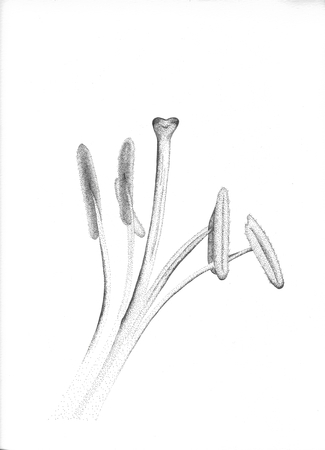 Stamen