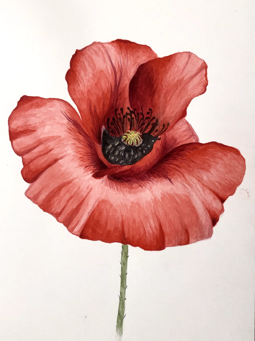 Poppy