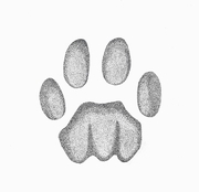 Tiger Paw Print